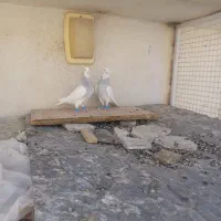 کفتر طوقی کبوتر طوقی فروشی|پرنده|شیراز, شهرک امام حسن|دیوار