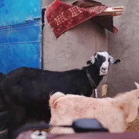 دوعددبز بایک بزاله فروشی|حیوانات مزرعه|فردوس (خراسان), |دیوار