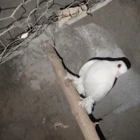 کبوتر