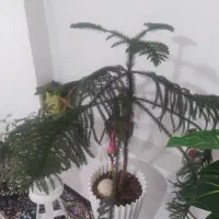 گل کاج|گل و گیاه طبیعی|نیشابور, مازول|دیوار