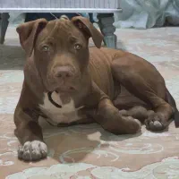 توله پیت