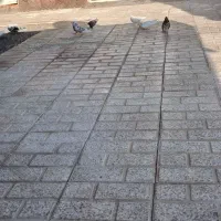 ده عدد کبوتر