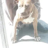 سگ بیت بول|سگ|کرمانشاه, |دیوار