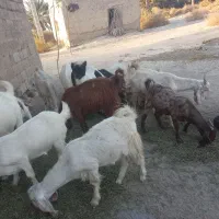 تعدادی بز نژاد دوقلو وسه قلو زا برای فروش|حیوانات مزرعه|فاریاب, |دیوار