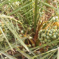 فروش توافقی قطعه ملک باغی در روستای خیراباد رودان|فروش زمین و ملک کلنگی|میناب, |دیوار