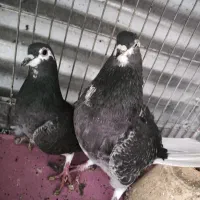 کبوتر دمگیر خرقه زره ای