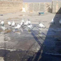 ۲۲/۲۳عدد پرنده گلچین