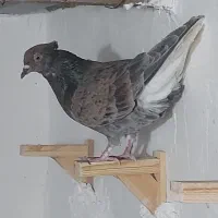 سور دمسفید ماده