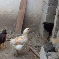 مرغ فروشی