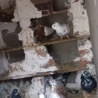 کبوتر|پرنده|اردبیل, |دیوار