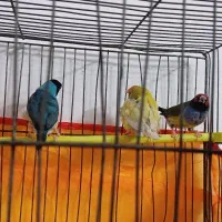 فنج گلدین ۲عدد احتمالا نر|پرنده|زاهدان, |دیوار