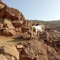 اسب کرد سوار