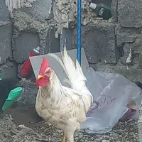 خروس سفید