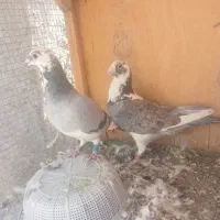 نر ماد مسافتی