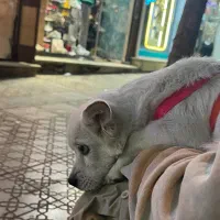 واگذاری سگ اشپیز روباهی