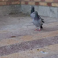 نرماده پلاکی