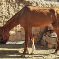 اسب چاپار زات دار