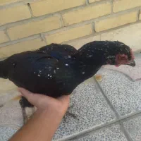 مرغ خروس لاری افغان|حیوانات مزرعه|مهریز, |دیوار