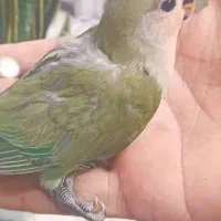 طوطی برزیلی|پرنده|رشت, جماران|دیوار