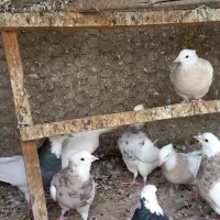 کبوتر طوقی کاکلی|پرنده|همدان, |دیوار