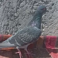 کبوتر تهرانی