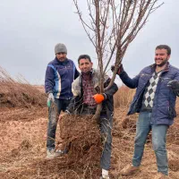 مرکز پخش نهال دولتی به قیمت مصوب منصفانه نهالستان