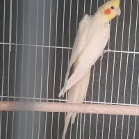 دو جفت عروس هلندی ۰۰۰