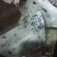 ماده هفترنگ|پرنده|سبزوار, امیر کبیر|دیوار