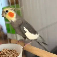 عروس یا‌عروس‌هلندی‌با‌تخم