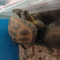 واگذاری خانگی|خزنده|مشهد, نکاح|دیوار