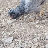 مرغ|حیوانات مزرعه|بوشهر, |دیوار