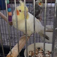 عروس هلندی ۲تا ماده