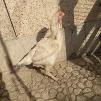 مرغ افغان کرچ|حیوانات مزرعه|خمینی‌شهر, |دیوار