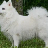 سرپرستی۲۰۰۰۰۰۰۰ میلیون|سگ|رشت, باهنر|دیوار