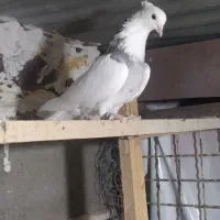 طوقی هفت رنگ آس|پرنده|شاهرود, |دیوار