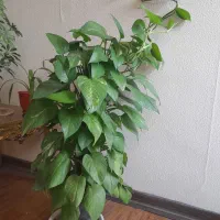 پتوس خزه دار|گل و گیاه طبیعی|شاهین‌شهر, طالقانی|دیوار