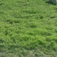 کارگر برا چیدن سیب