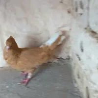 دم سفید|پرنده|مشهد, توس (بلوار توس)|دیوار