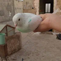 کفتر گمشده