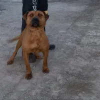 سگی پیت بول