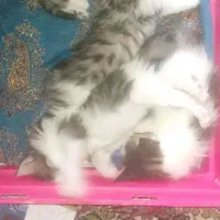 گربه و مادر