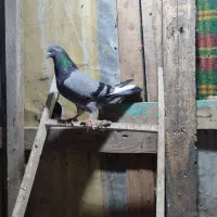 کبوتر|پرنده|بندر ترکمن, |دیوار