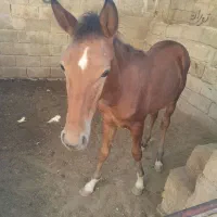 اسب|اسب و تجهیزات اسبسواری|شادگان, |دیوار