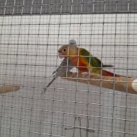 گرینچیک|پرنده|شیراز, دودمان|دیوار