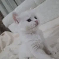 پرشین دوماهه