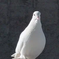 کبوتر قزقن سالم