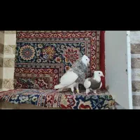 کفتر|پرنده|حبیب آباد, |دیوار