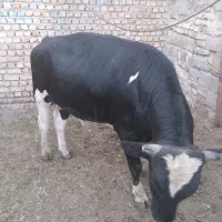 گوساله نر