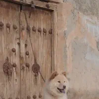 سگ چاو چاو|سگ|اصفهان, مارچین|دیوار