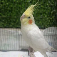 عروس هلندی باهوش